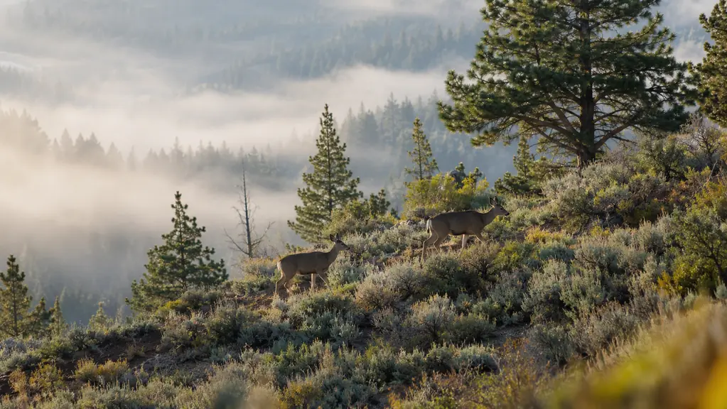Two mule deer walking single file along a brushy hillside in soft morning light.